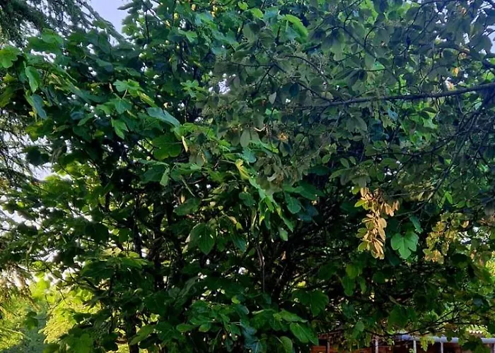 فندق مبيت وإفطار Maison La Viste 3*