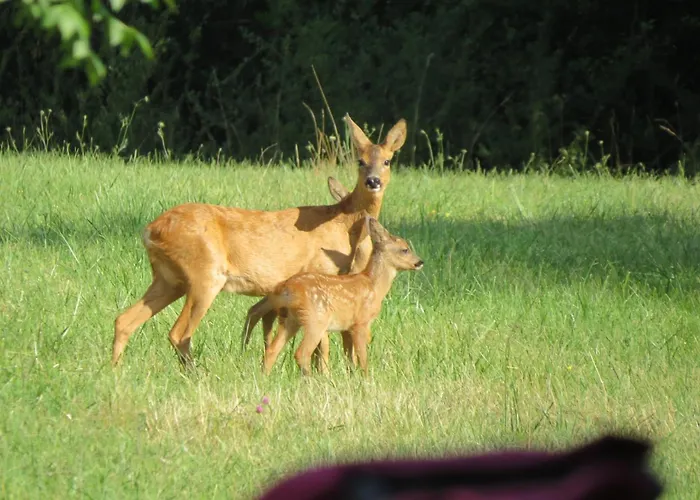 فندق مبيت وإفطار Maison La Viste Devillac